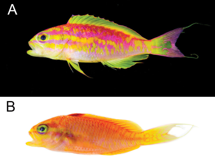 A neon pink-and-yellow striped fish in a dark crevice of a deep twilight reef.