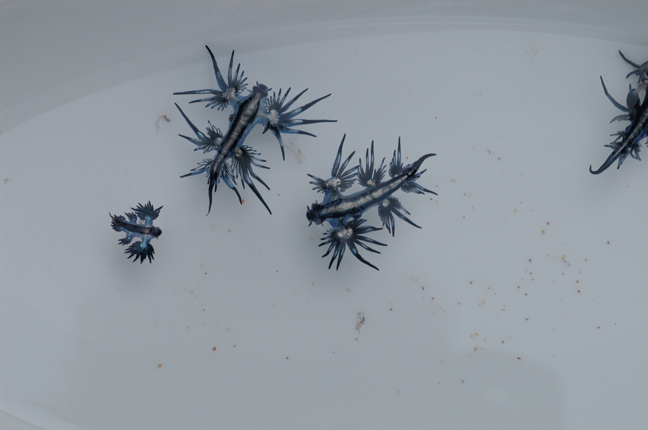 A small electric-blue sea slug with winged, finger-like appendages on pale sand.