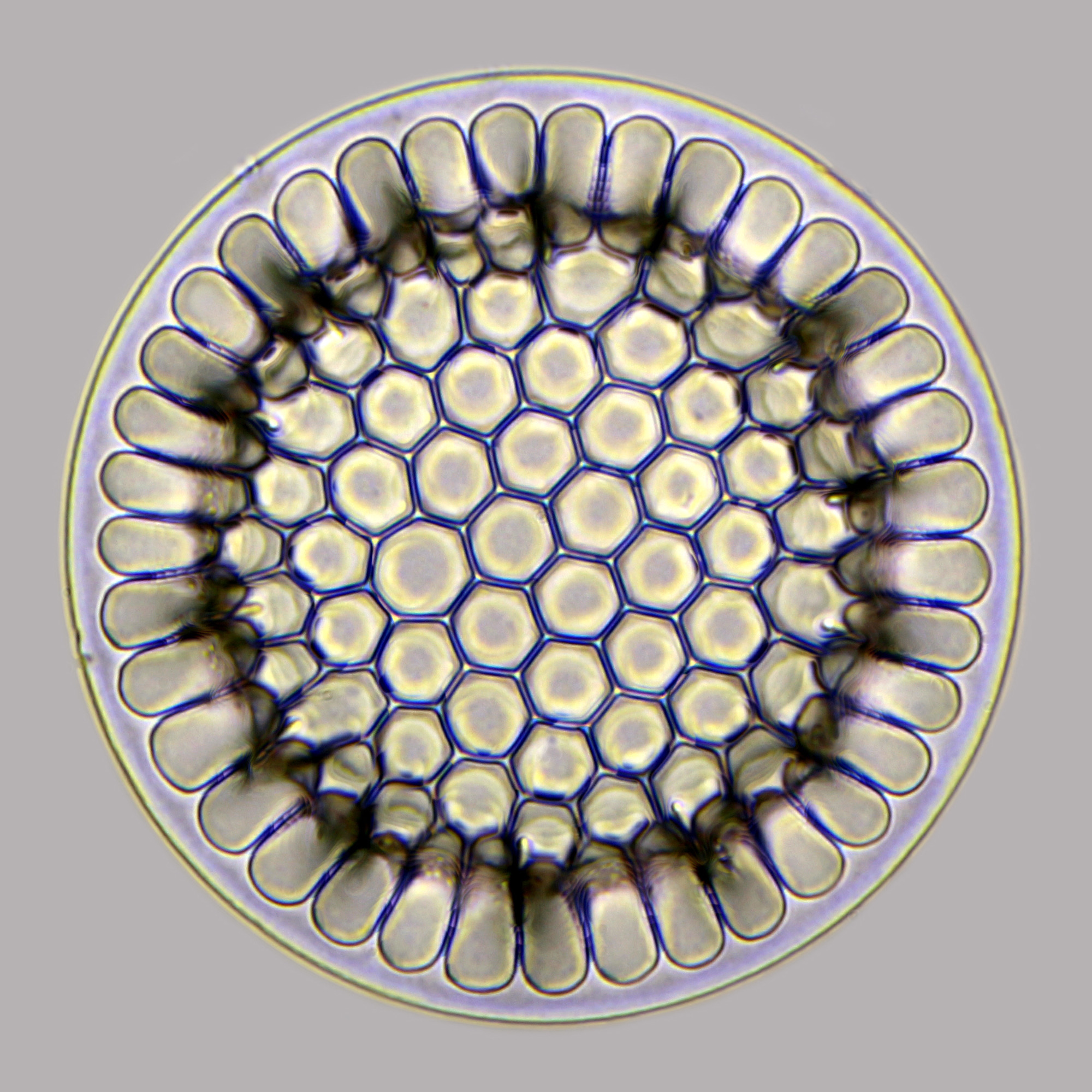 A circular diatom shell forming a mandala of evenly spaced honeycomb pores.