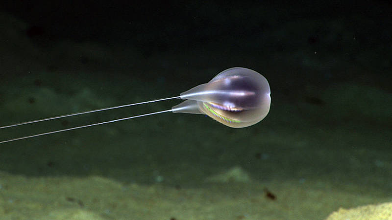A ghostly gem-like comb jelly with two long trailing tentacles, lit by an ROV in the dark.
