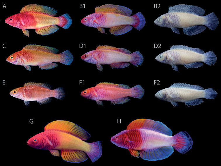 An electric pink, magenta and orange wrasse against deep blue twilight-reef water.