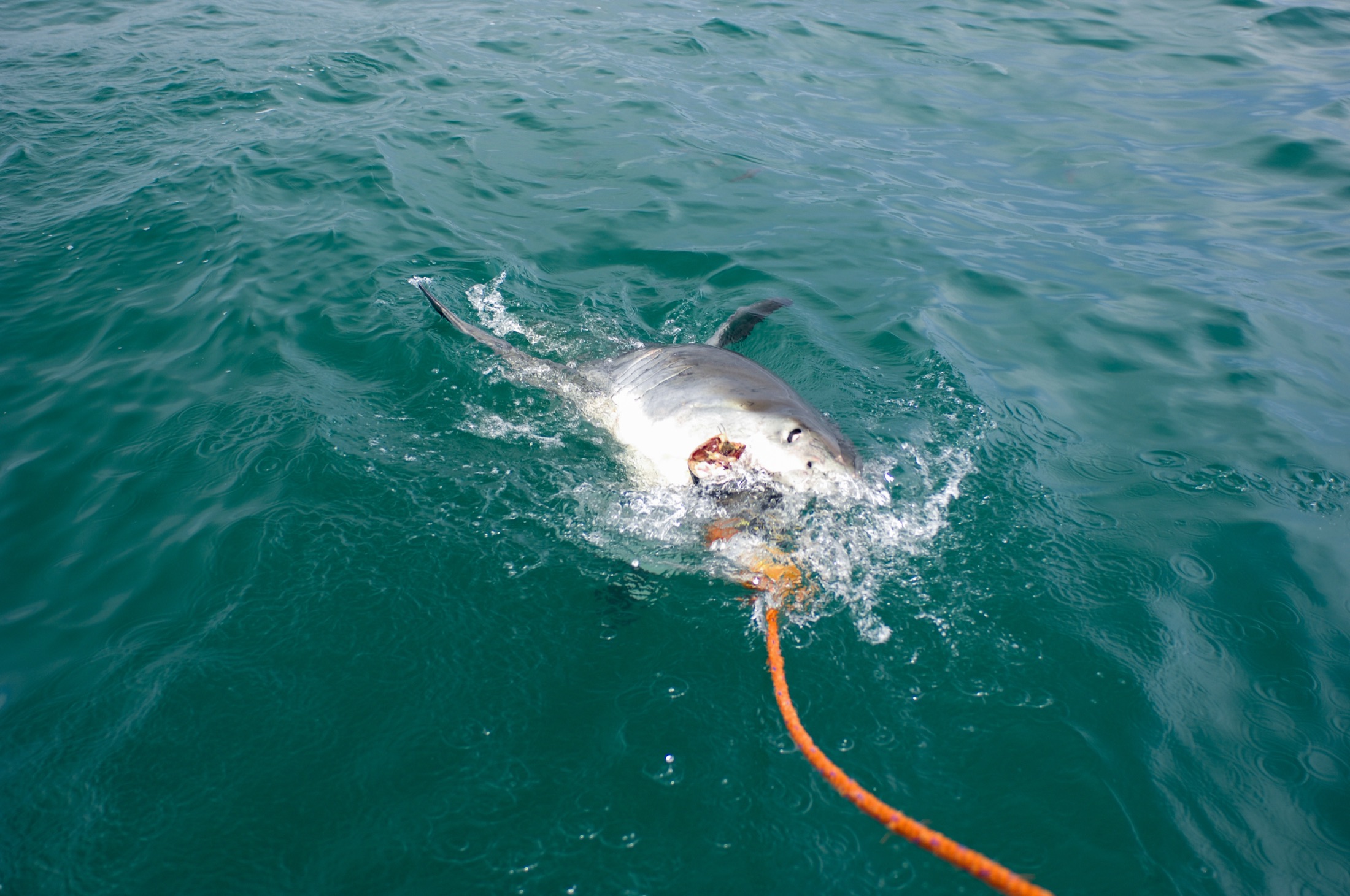 A great white shark at the surface with its jaws agape, ragged teeth fully exposed.