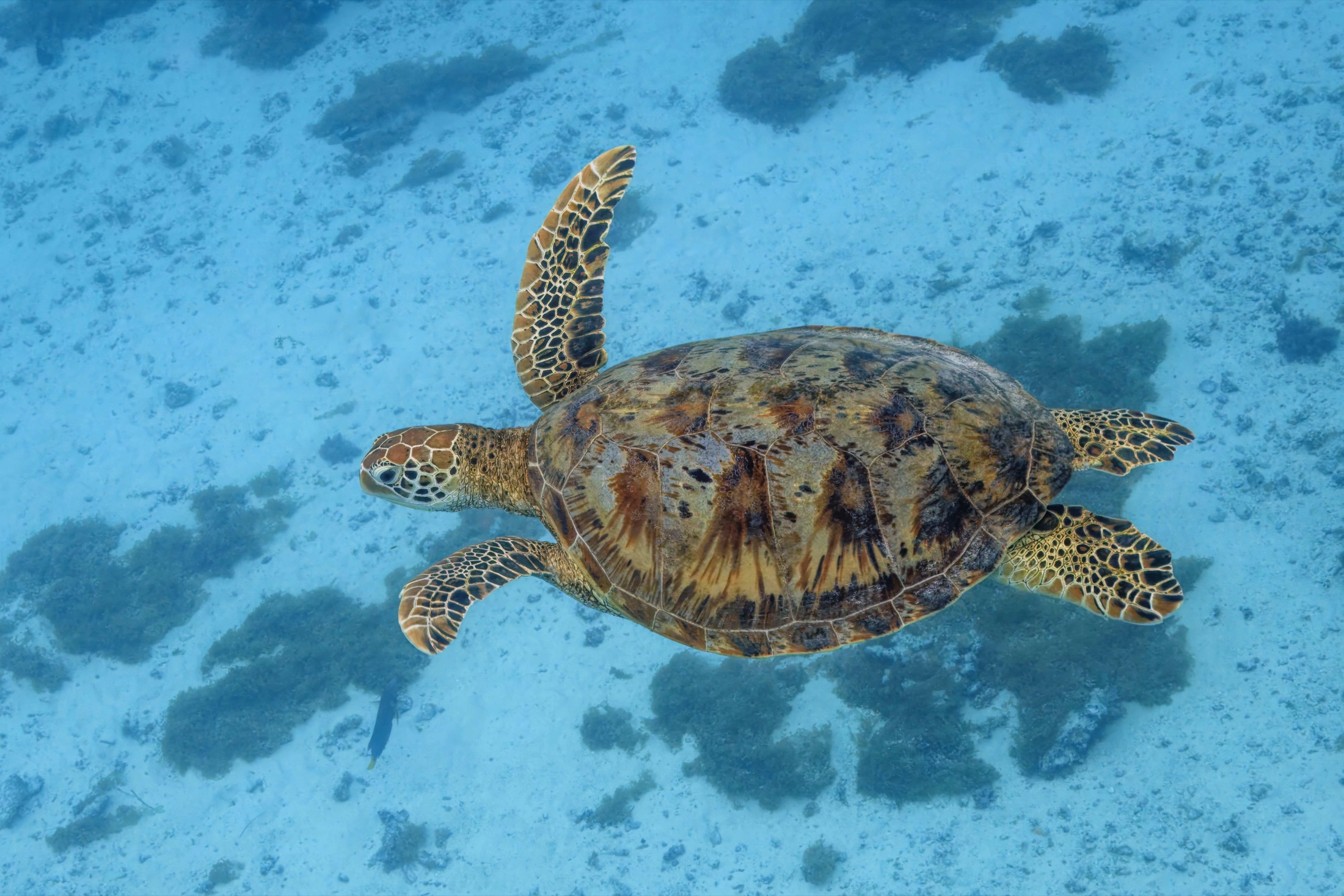 A green sea turtle hanging in glassy blue water in a clean light gradient.