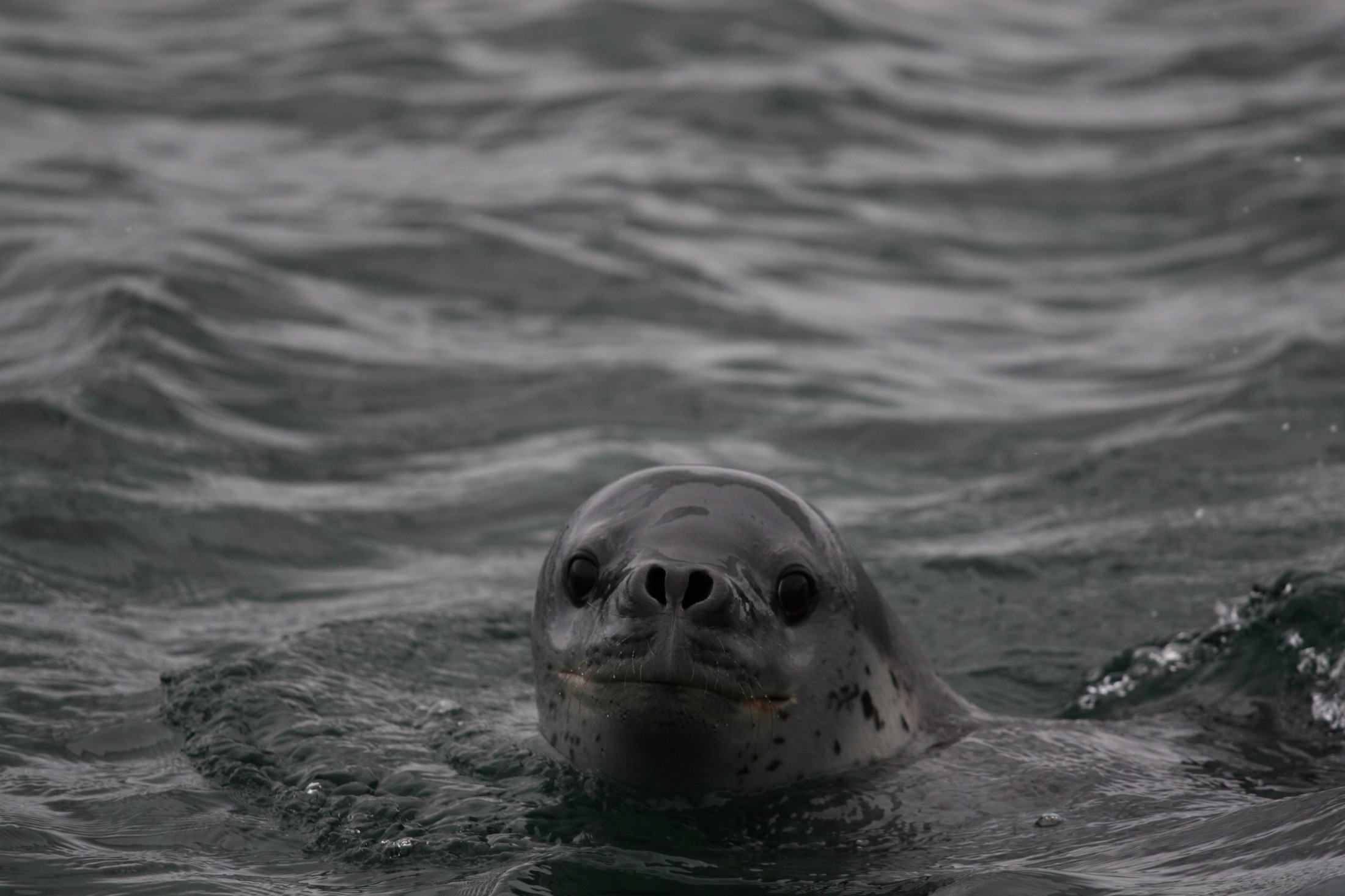 A close portrait of a leopard seal's reptilian head and wide, smiling jaw at the surface.