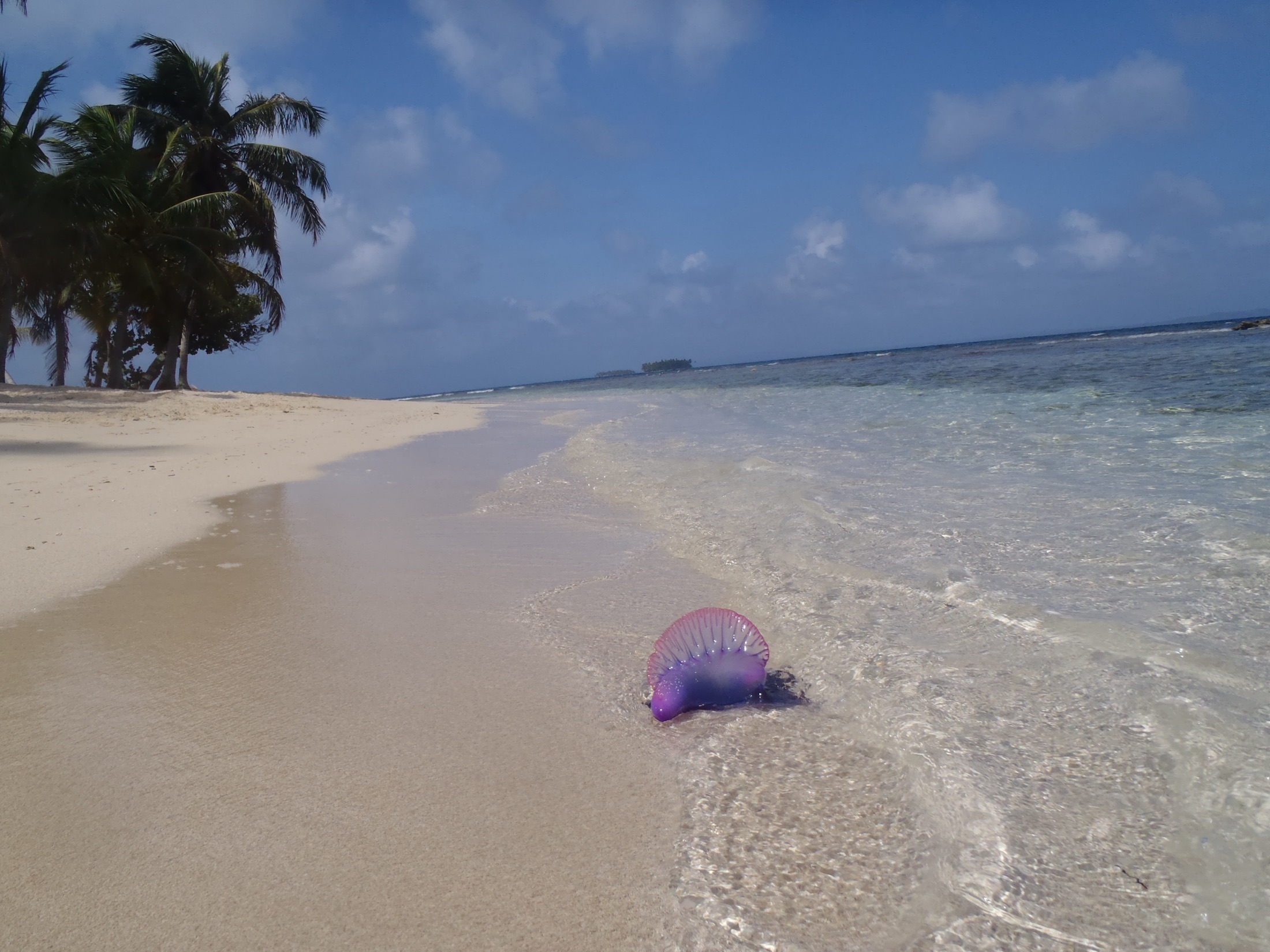 The electric blue and magenta gas float of a Portuguese man o' war at the surface.