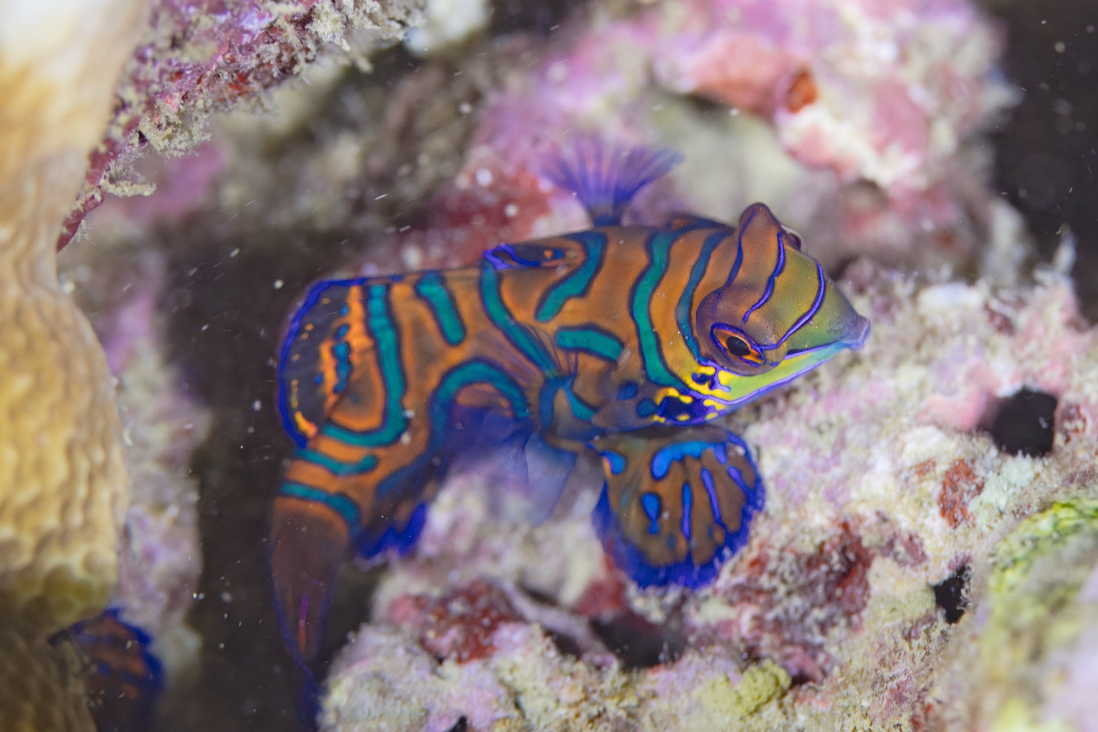 A small fish patterned in a psychedelic maze of electric orange and cyan-blue.