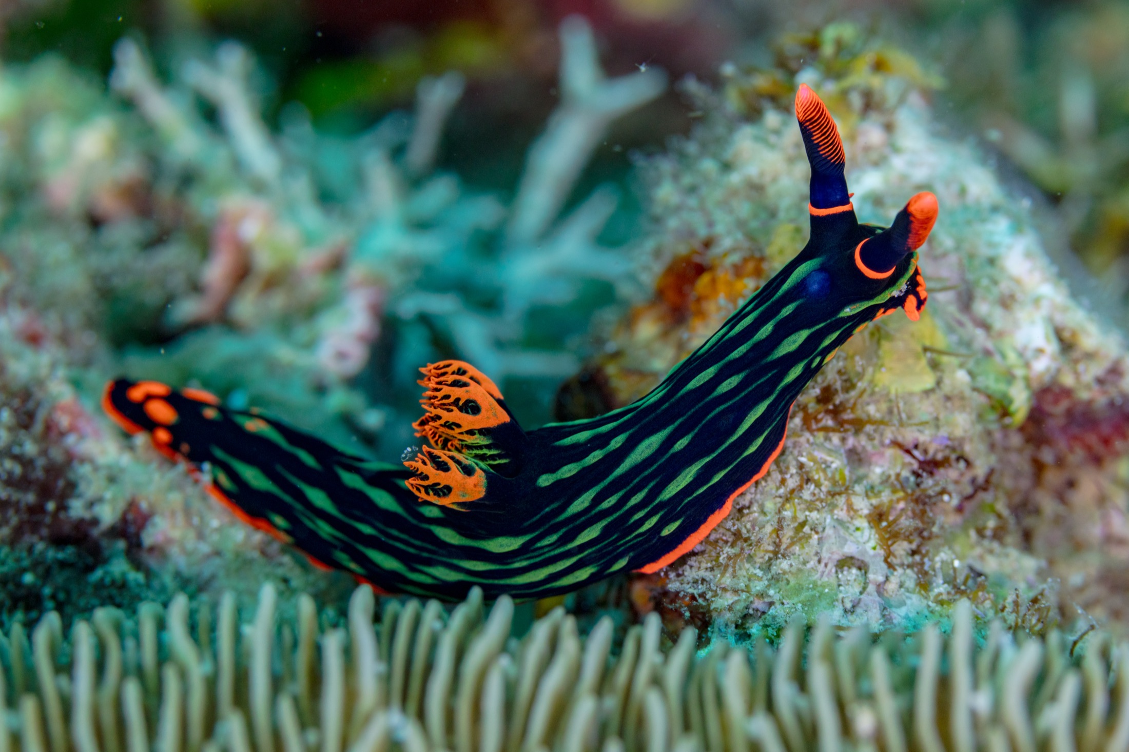 A velvety black sea slug piped in neon green and orange.