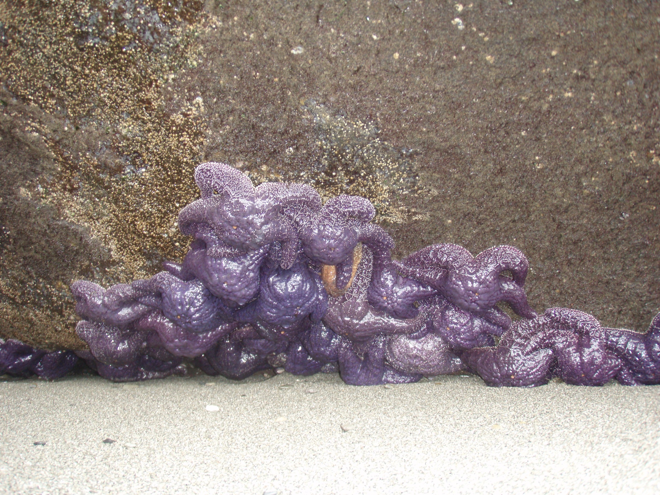 A dense heap of purple and orange sea stars piled on intertidal rock.