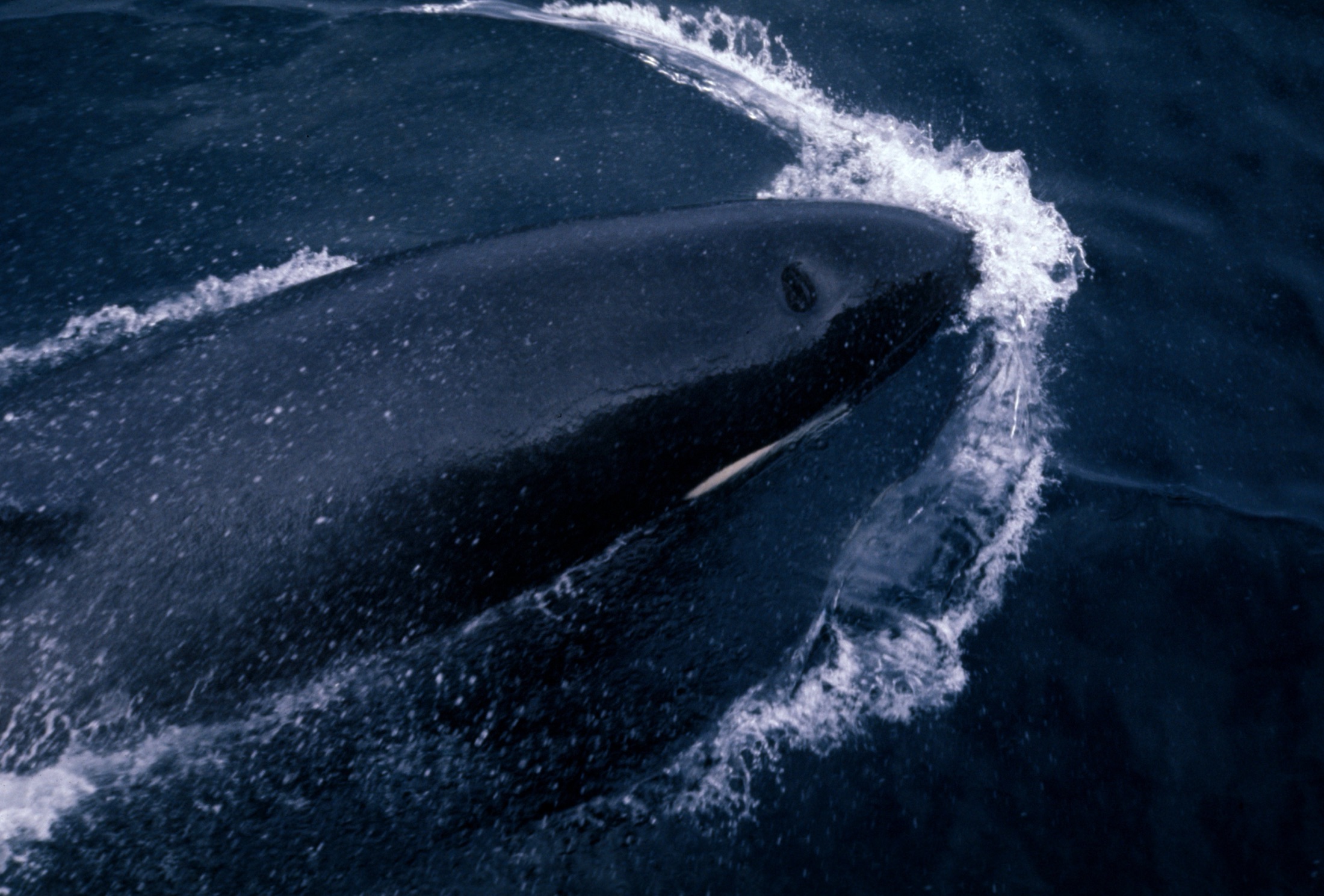 A black-and-white killer whale surfacing, its tall dorsal fin clear of the water.