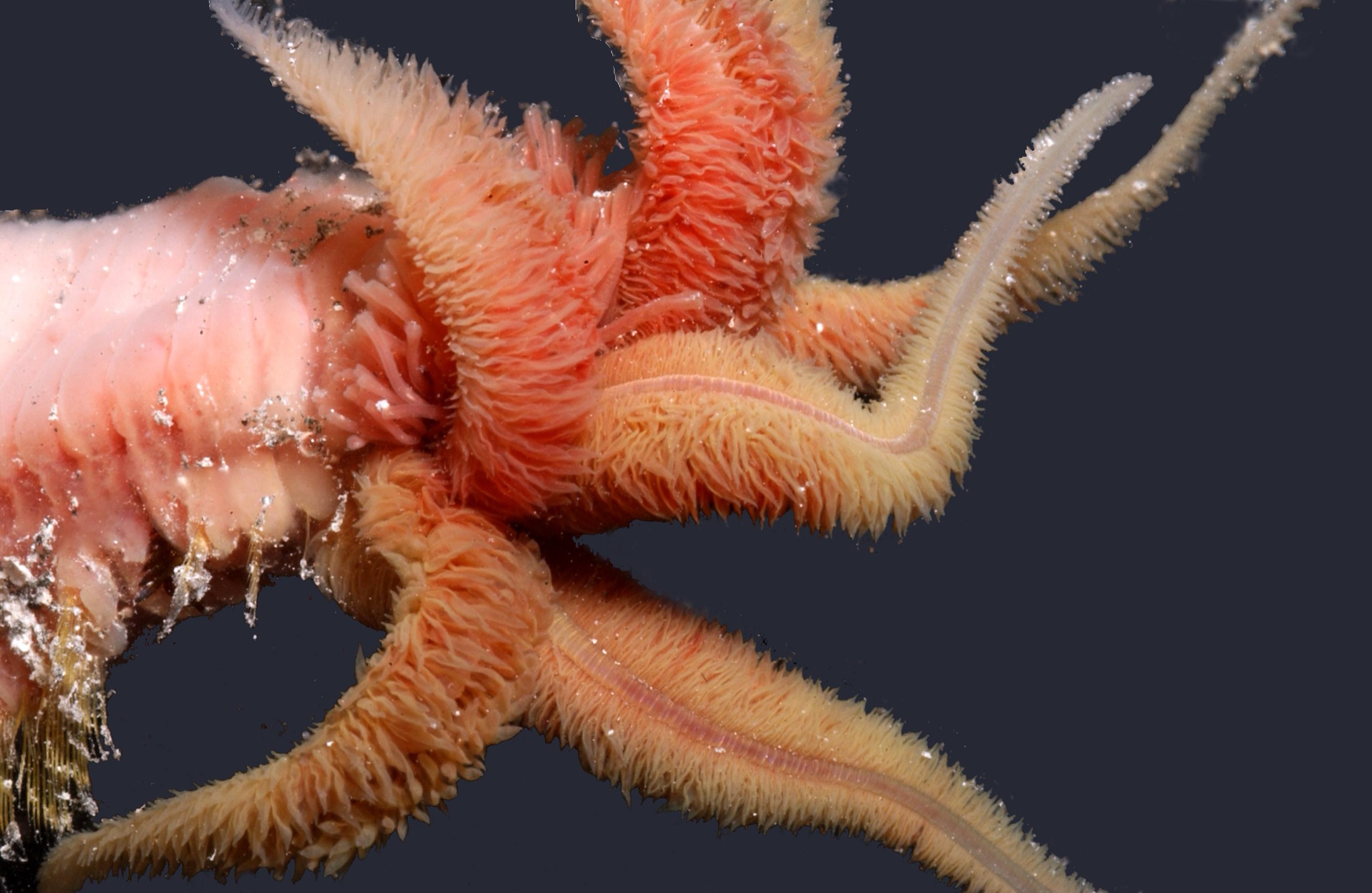 A pale segmented worm crowned with scarlet gill filaments on a black background.