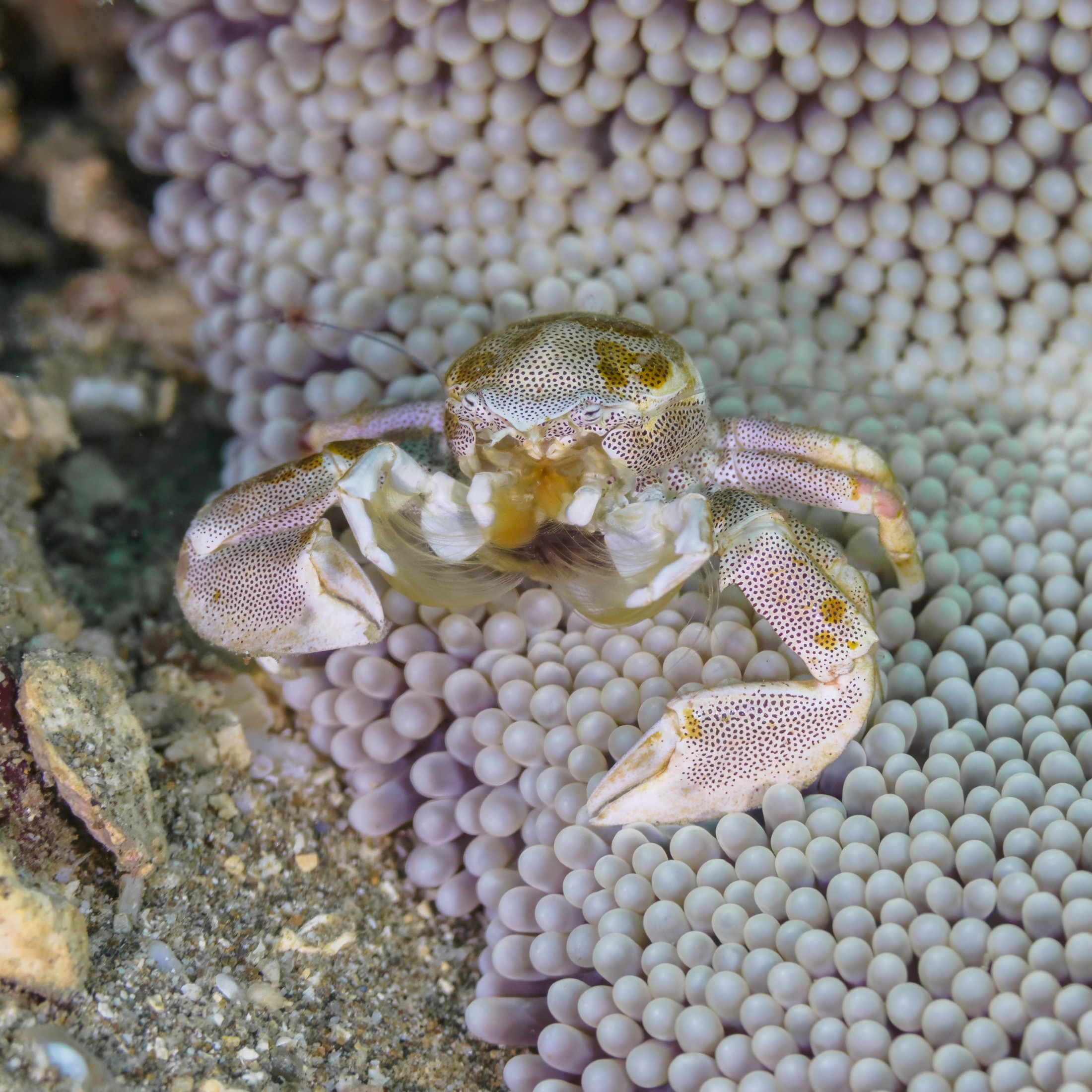 A small white crab covered in red polka dots sitting on a folded carpet anemone.