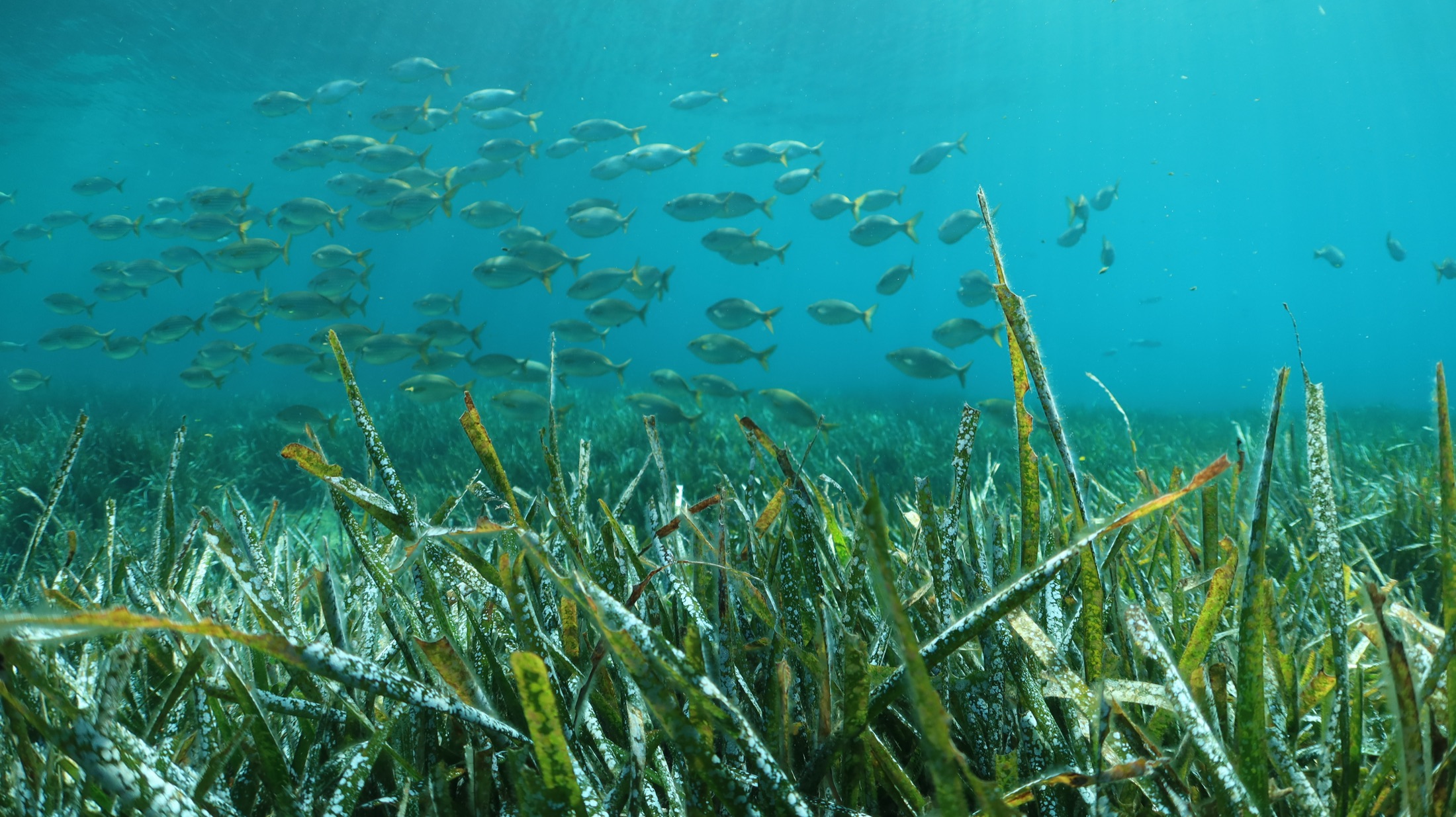 A silvery school of fish hovering over a green seagrass meadow in clear blue water.
