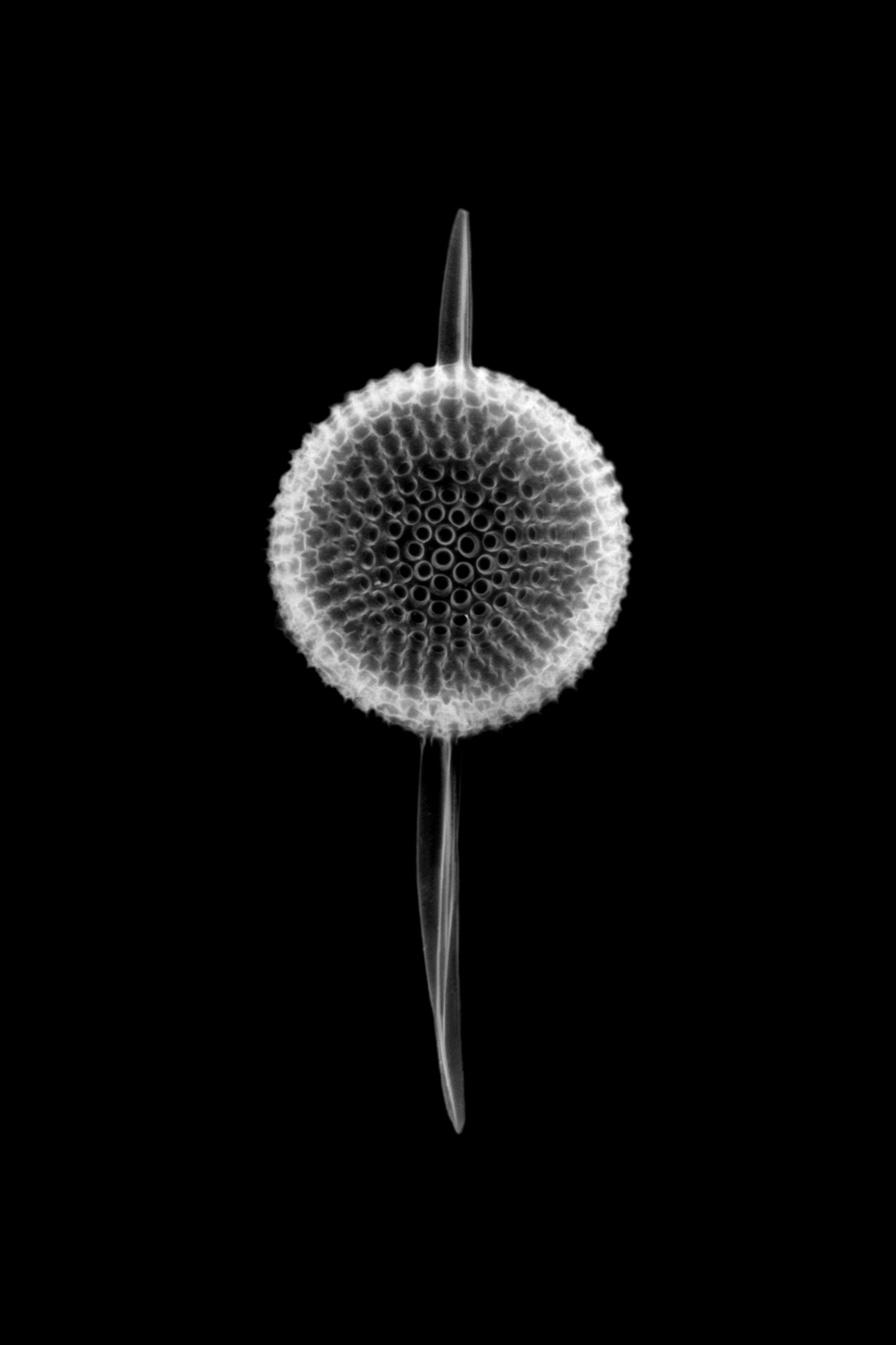 A glowing, perfectly symmetrical glass dumbbell-shaped radiolarian skeleton under the microscope.