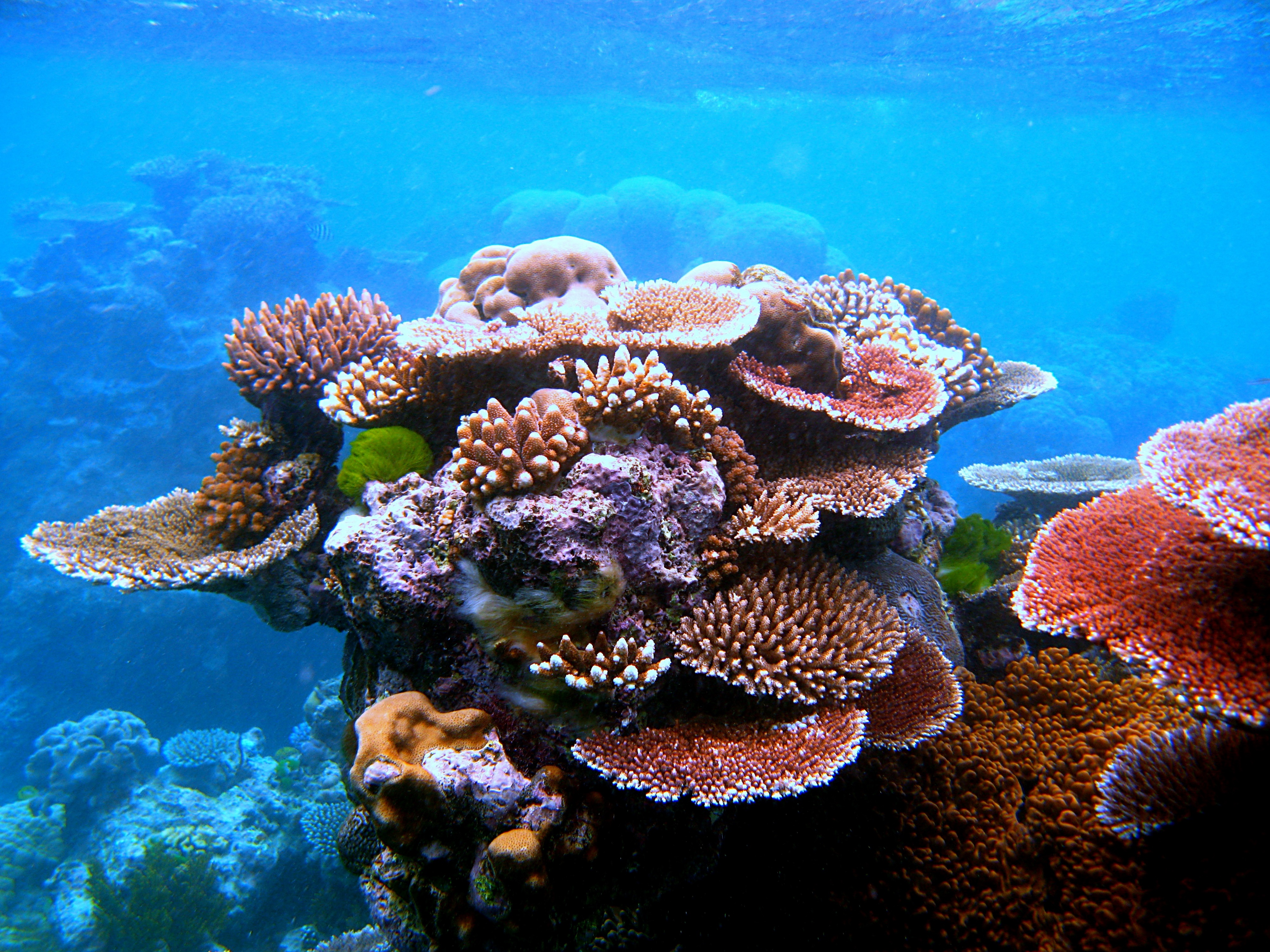 A sunlit coral outcrop of staghorn, plate and boulder corals with small fish hovering above in blue water.