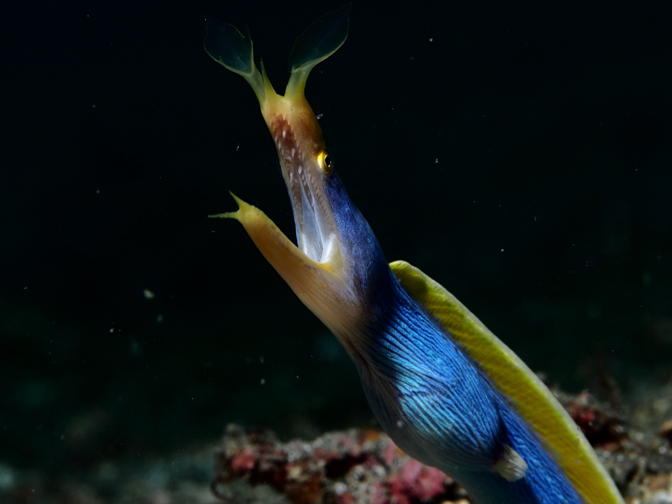 A cobalt-blue eel with flared yellow nostril flaps curling out of a reef.