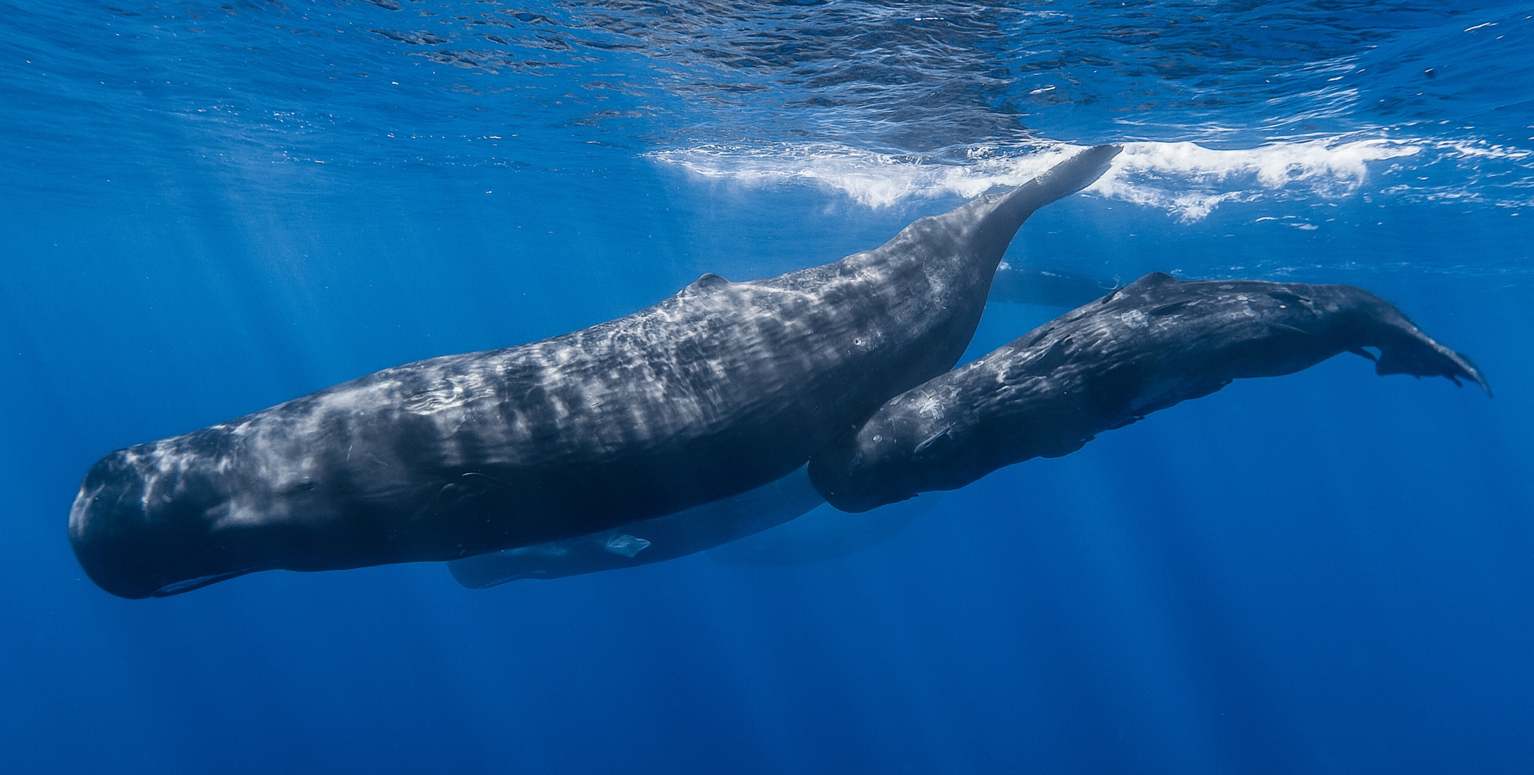 A pod of sperm whales hanging vertically in deep blue open water like floating monoliths.