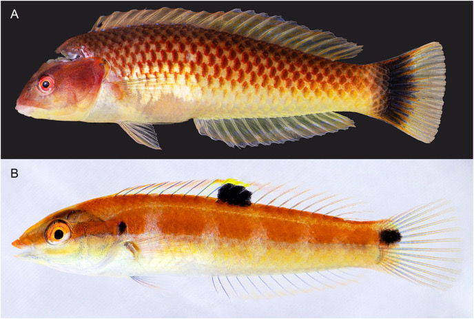 A pale gold wrasse with a bold inky spot near its tail.