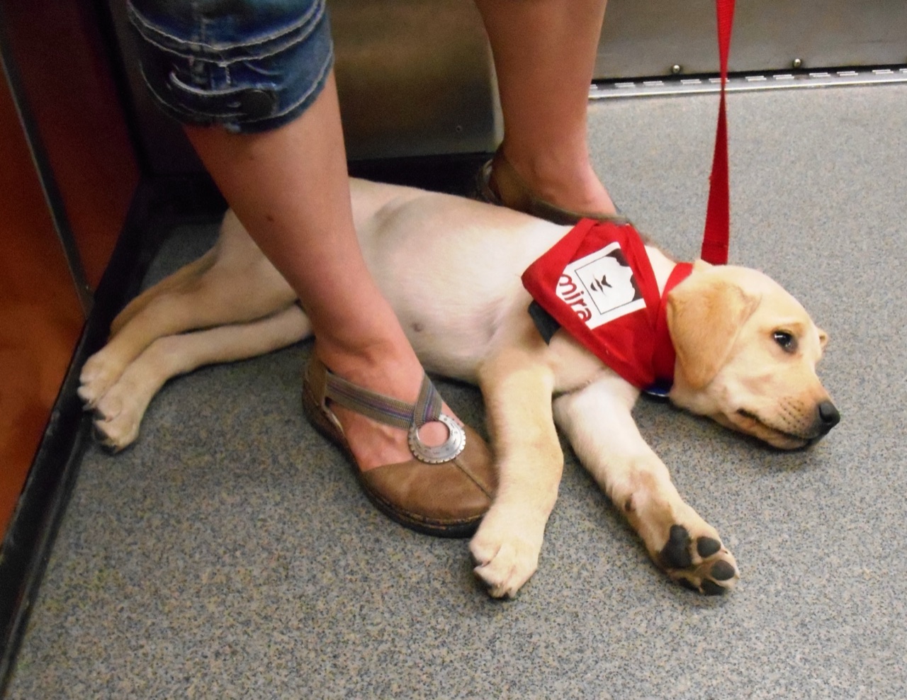 A young yellow Labrador puppy in a red assistance-dog-in-training cape, lying calmly on the floor of a train at its handler's feet.