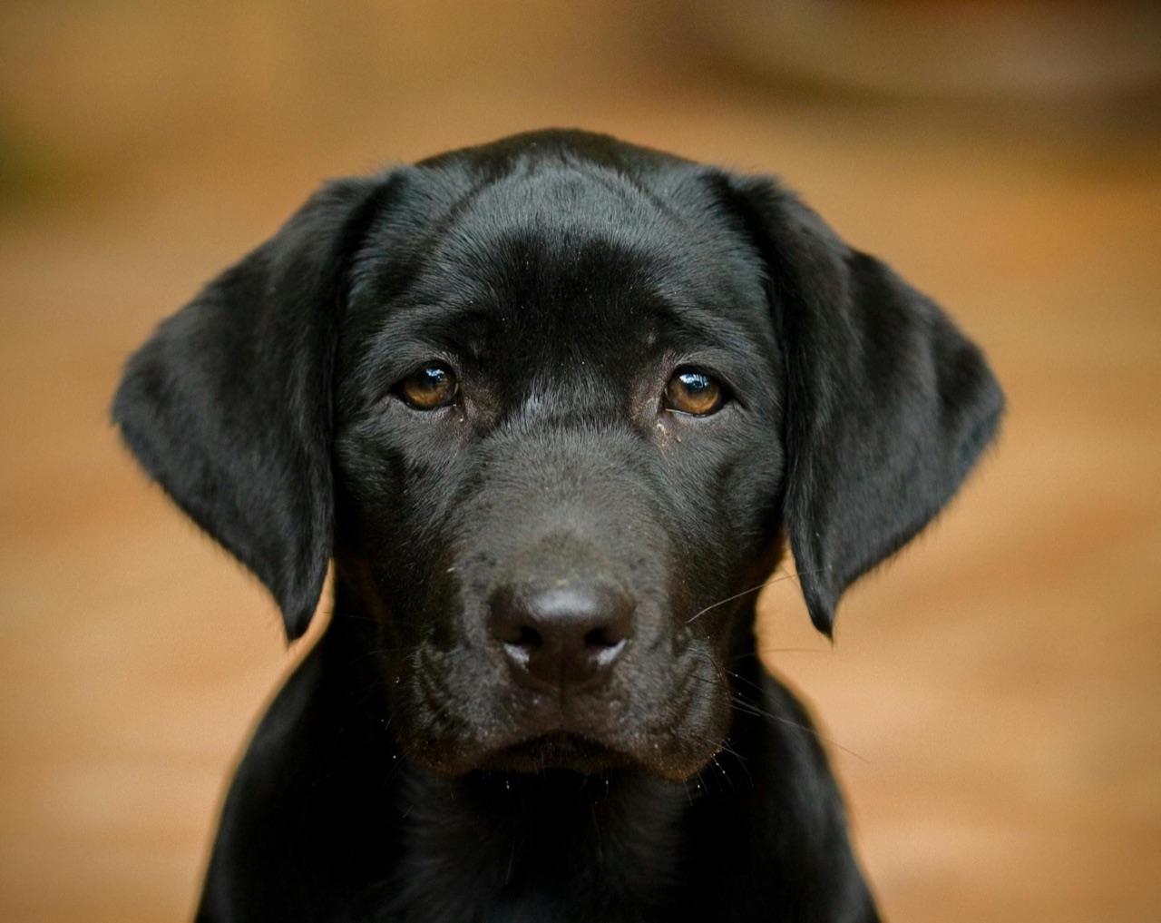 A close, soulful portrait of a black Labrador looking directly into the camera, warm out-of-focus background.