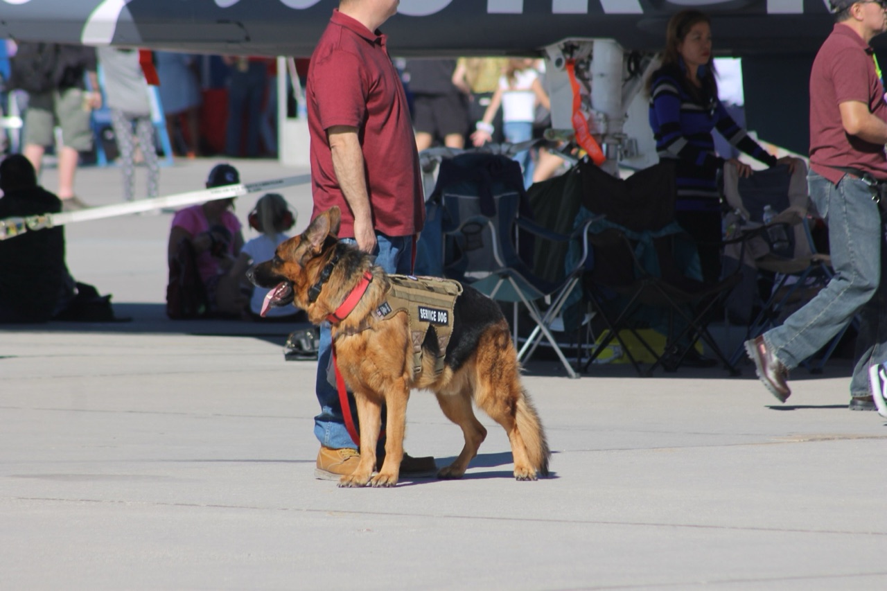 A German Shepherd in a tactical vest reading 'SERVICE DOG', standing alert beside its handler on an airfield.