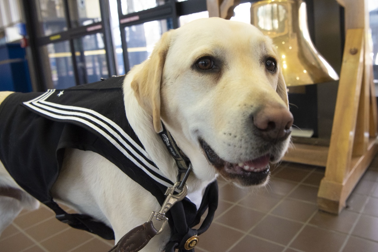 Sully, President George H. W. Bush's yellow Labrador service dog, in a Navy sailor's collar beside a brass ship's bell.