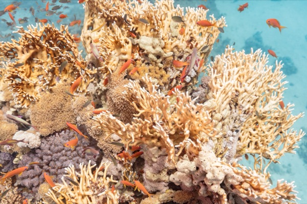 A dense cloud of orange and magenta anthias fish swarming over a coral reef.