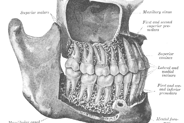 A Gray's Anatomy engraving of the teeth set in the jaw.