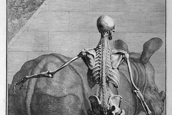 An 18th-century engraving of a human skeleton seen from behind, one arm outstretched, standing before a rhinoceros in a stone-walled courtyard.